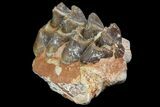 Oreodont Jaw Section With Teeth - South Dakota #81943-1